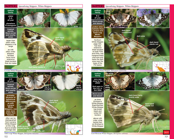 Swift Guide to North American Butterflies