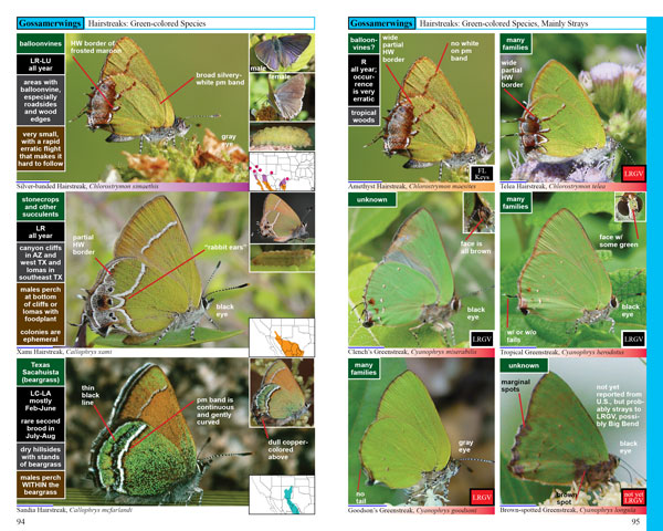 Swift Guide to North American Butterflies, green hairstreaks