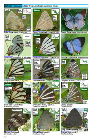 mexican butterflies page 42